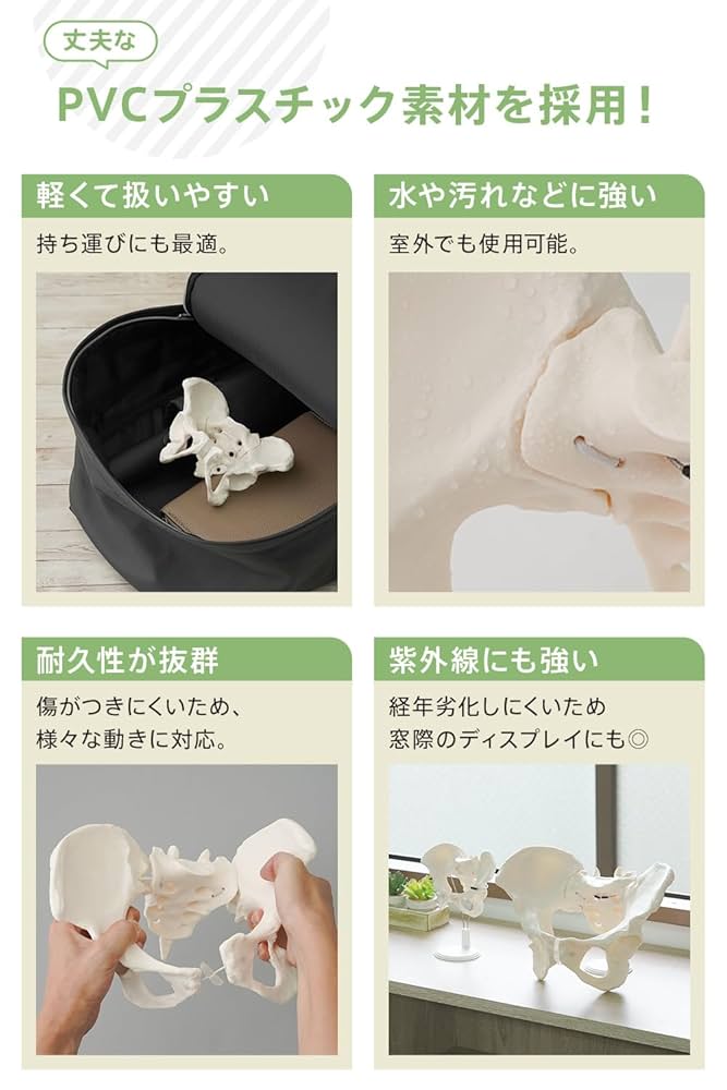 WeBirth 骨盤 模型 【理学療法士監修】触って動かせる 女性(等身大) Amazon.co.jp: WeBirth 骨盤 模型 【理学療法士監修】触って